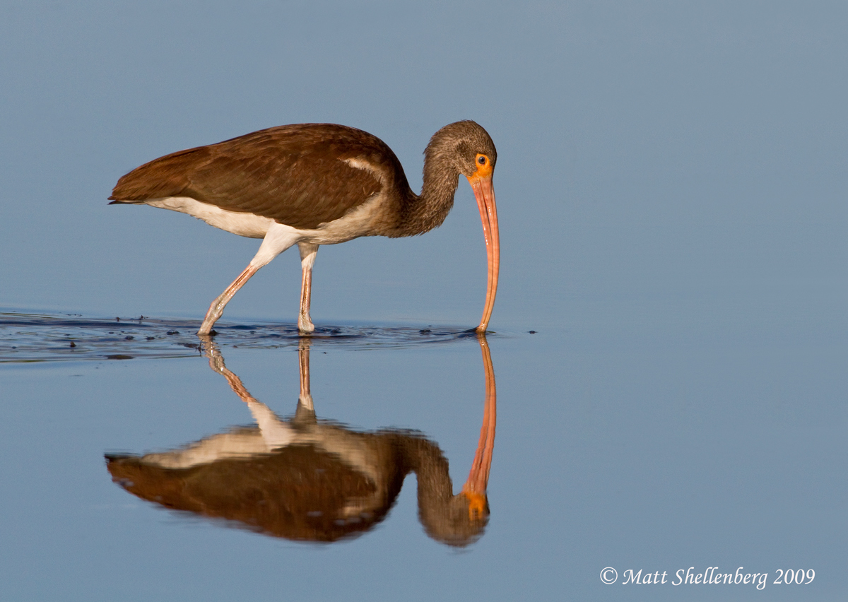 Juvie White Ibis II