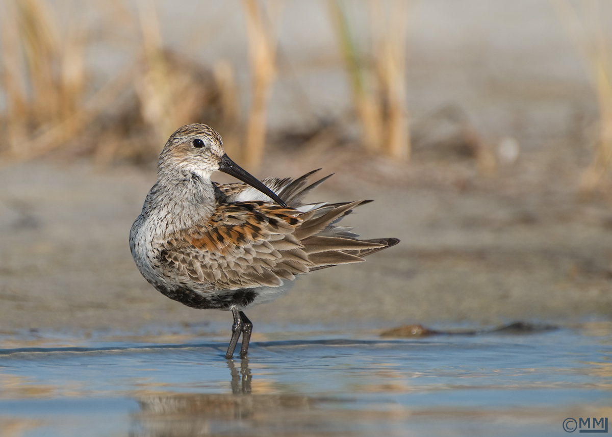 Preening Dunlin