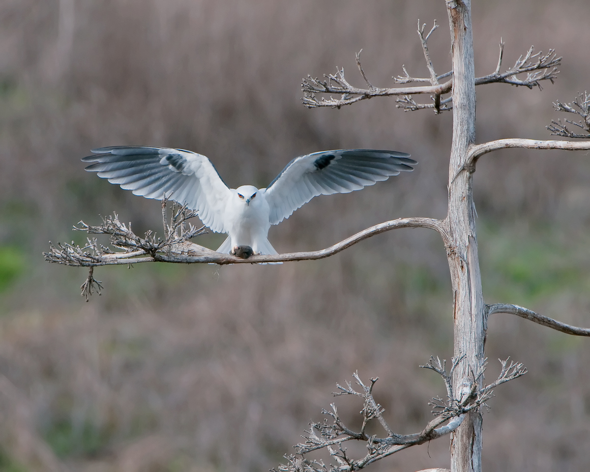 White-tailed Kite