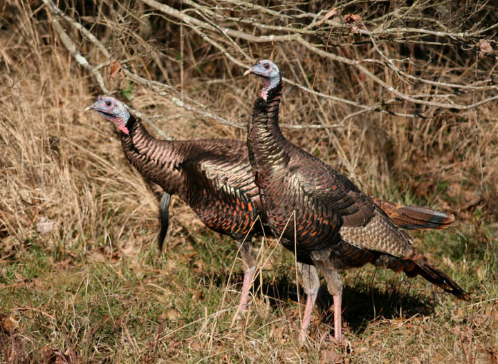 Wild Turkey