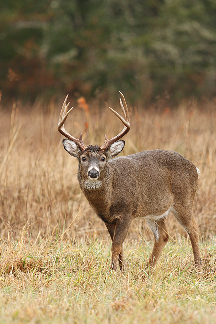 Whitetail Buck