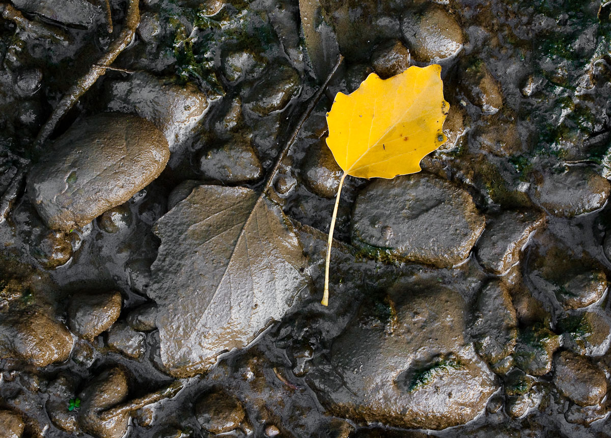 Contrast