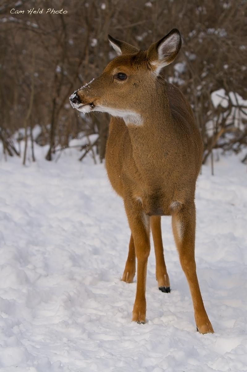 Snow Doe