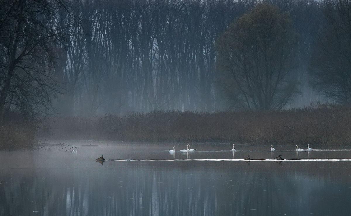 Deers at dawn