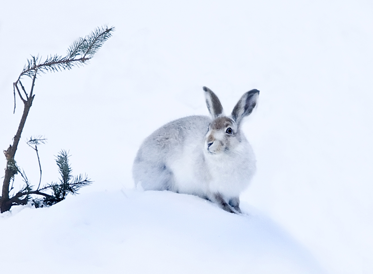Mountain Hare