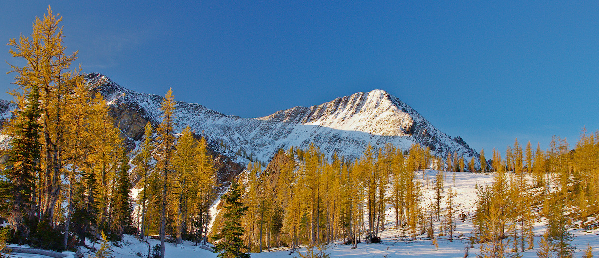 Frosty Larches