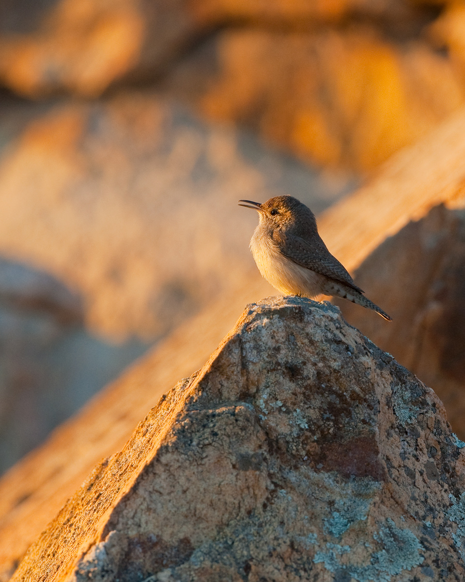 Rock Wren