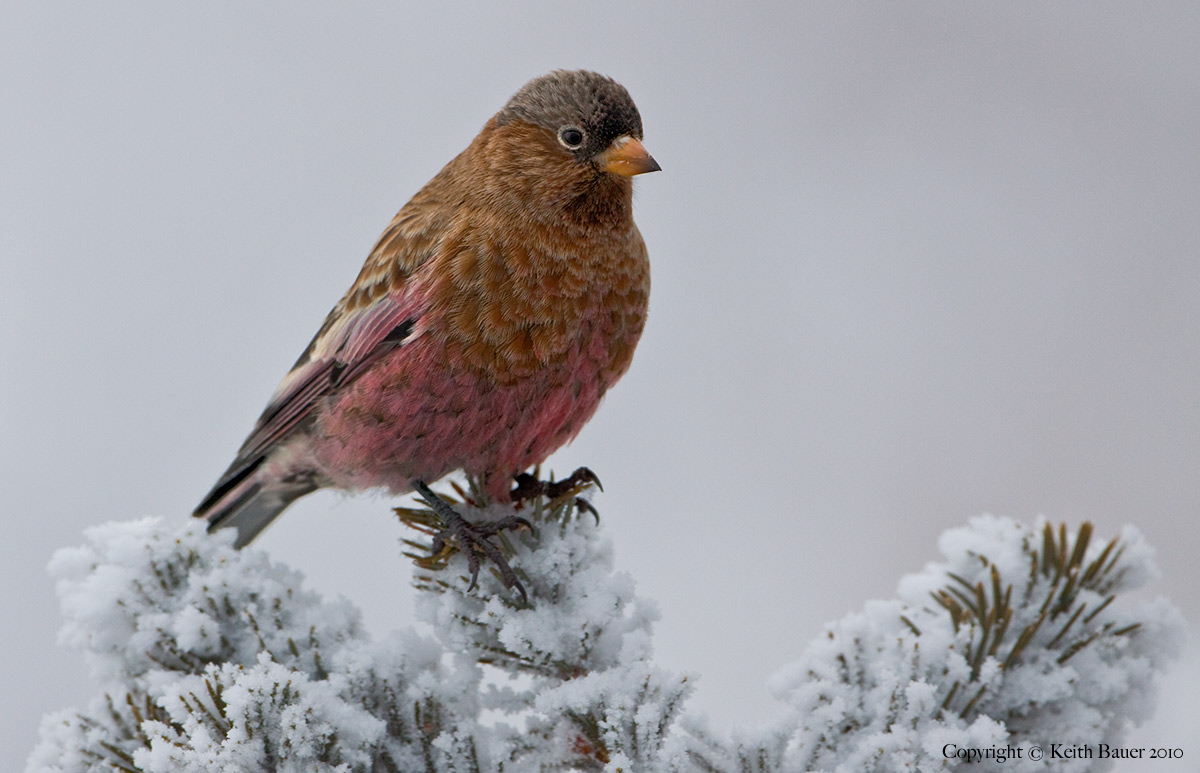 Brown-capped Rosy Finch - with RePost