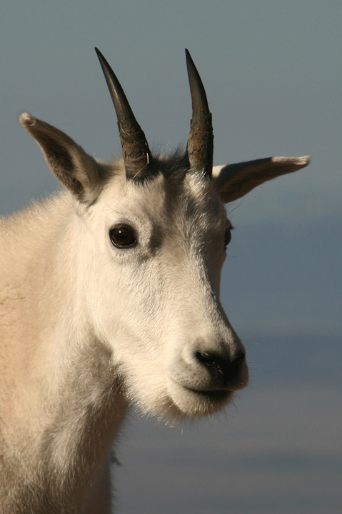 Mt. Goat, Mt. Evans