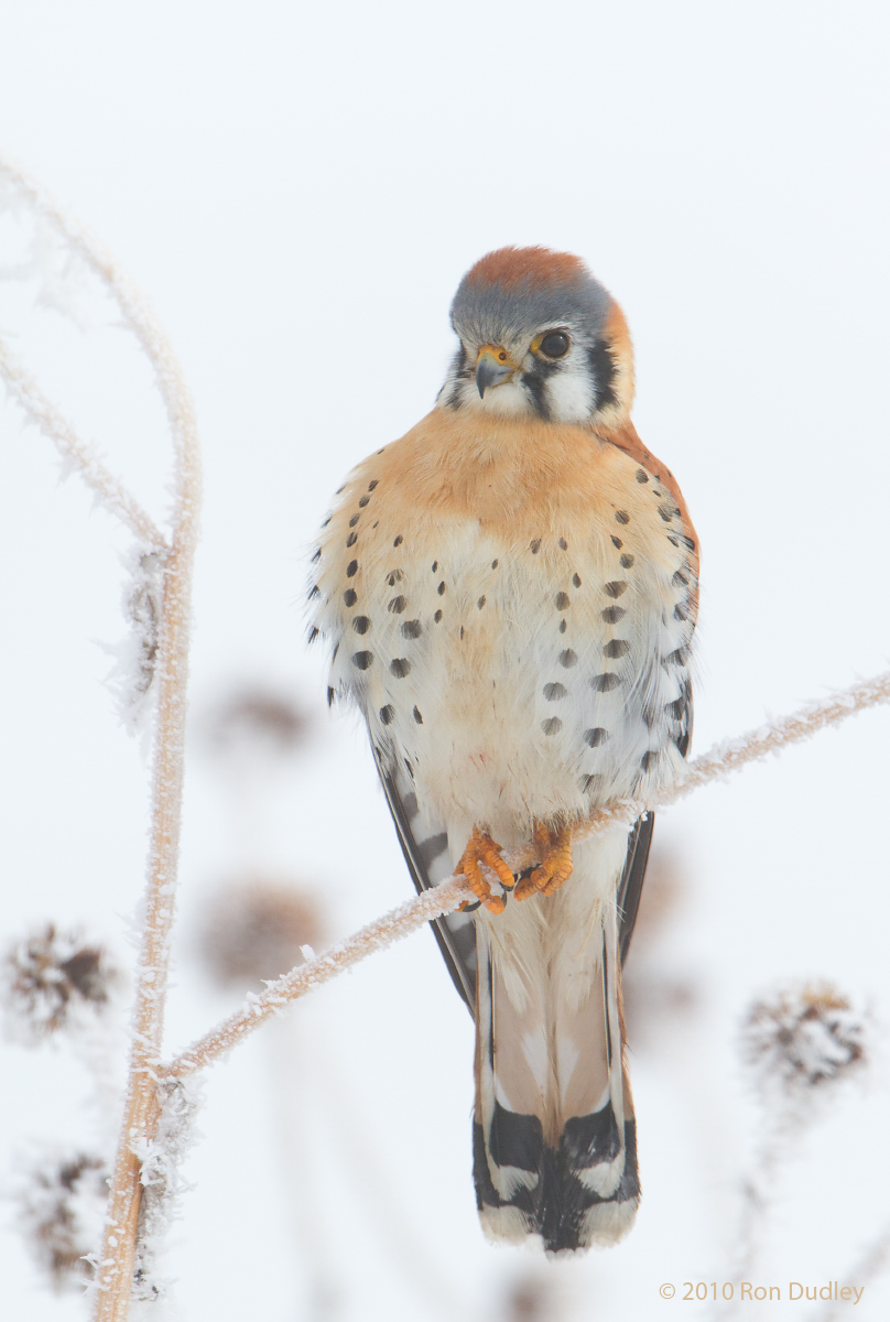 American Kestrel