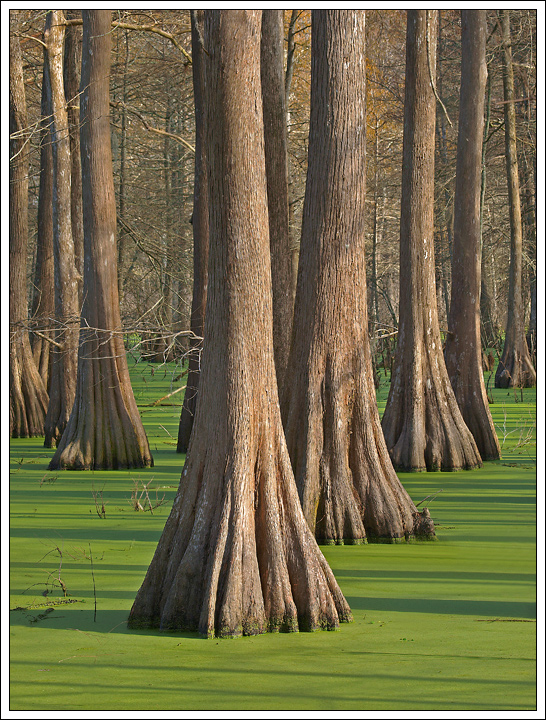 Duck Weed and Cypress