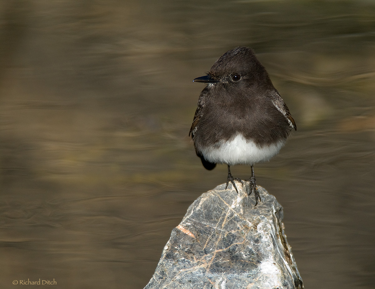 Black Phoebe