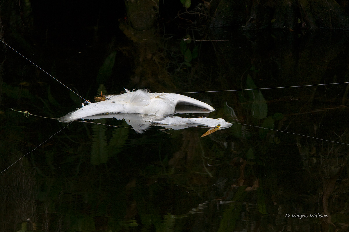 Snared Egret