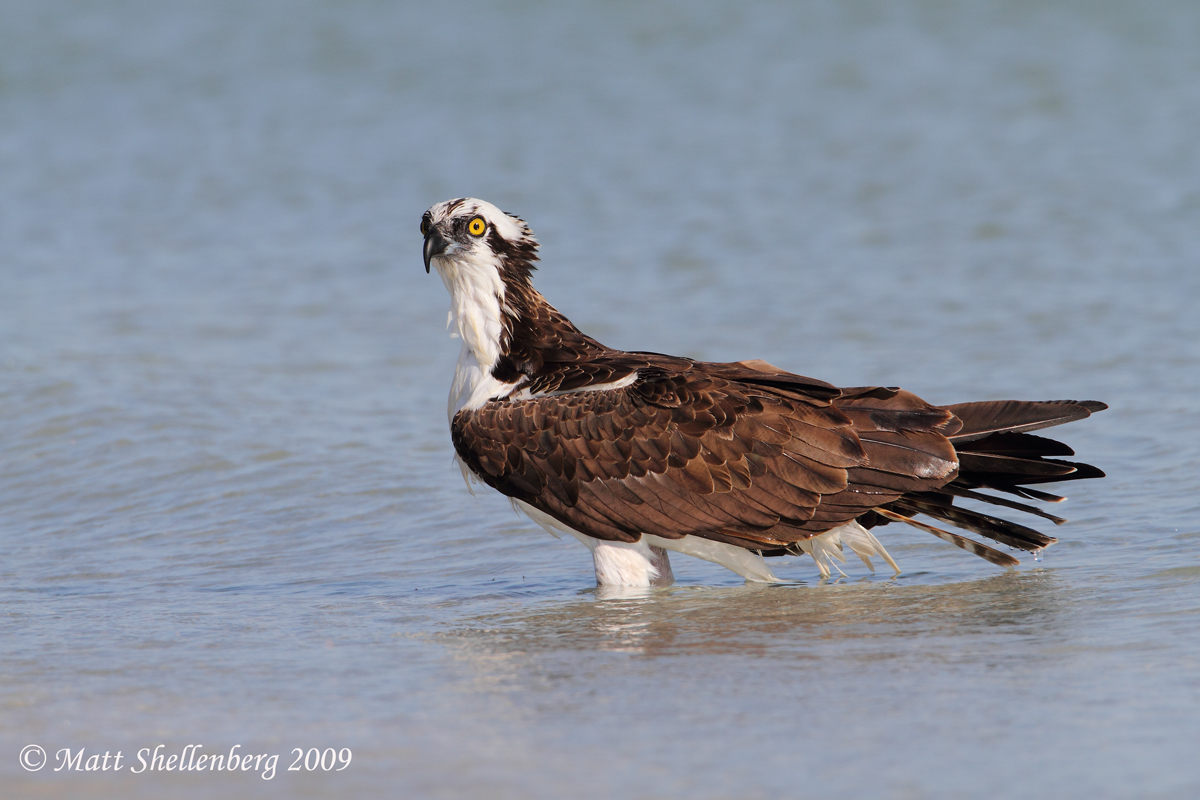 Osprey