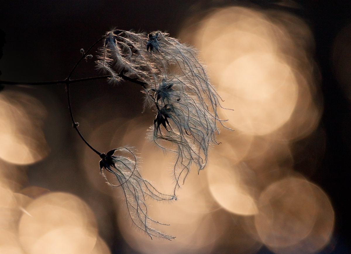 Clematis
