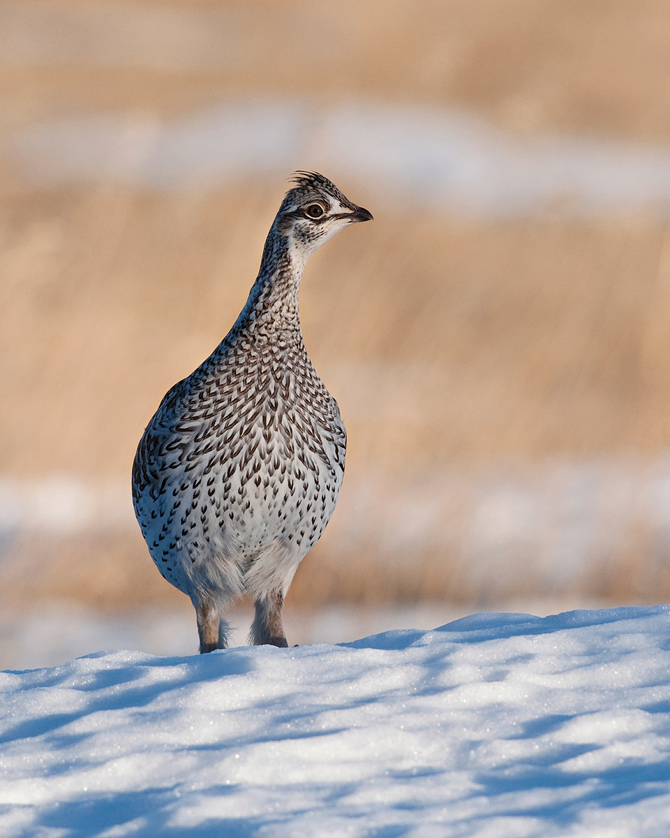 Sharp-Tailed Grouse