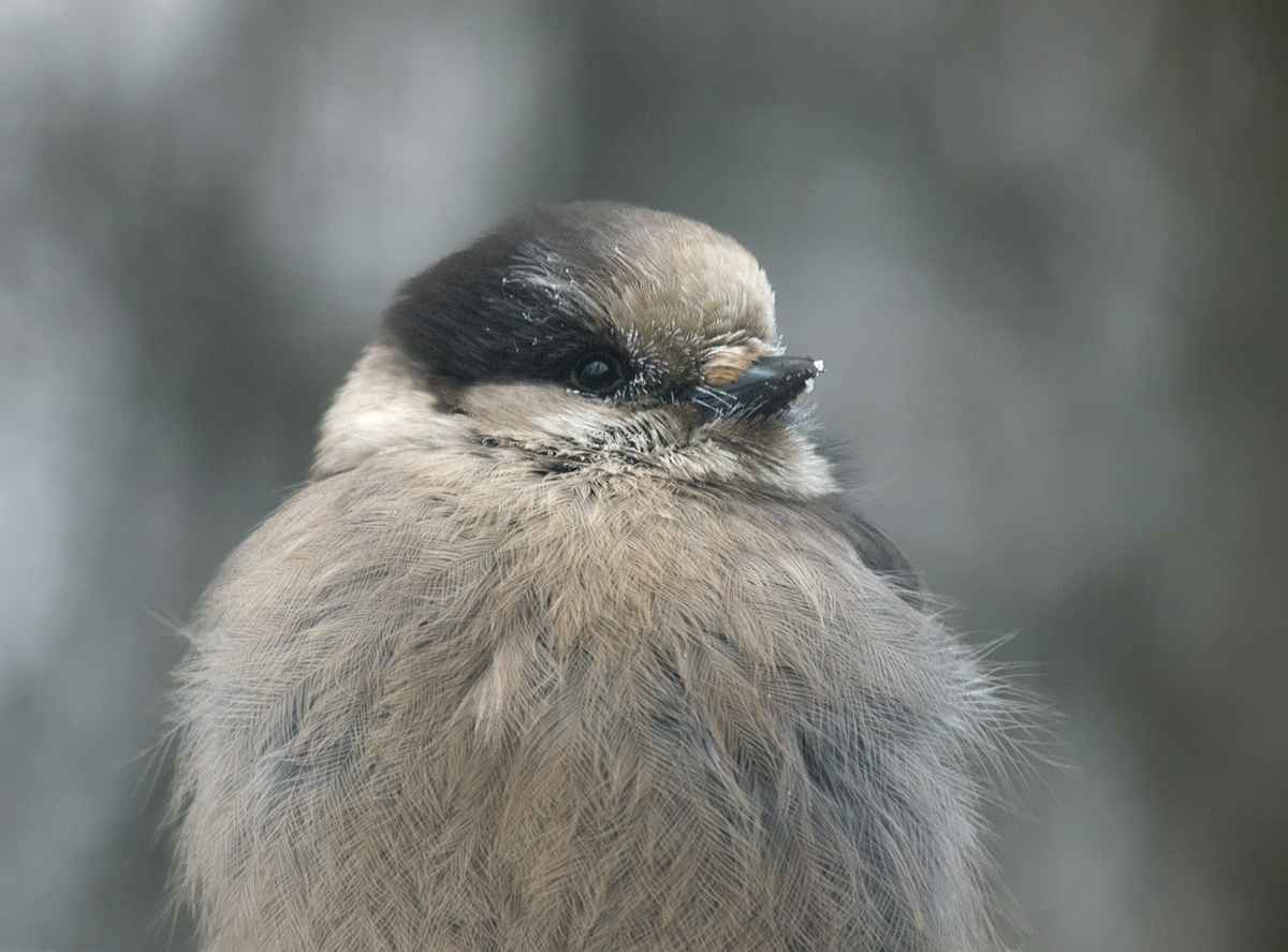 Gray Jay at -25F