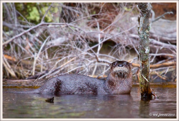 River Otter - 2nd Try