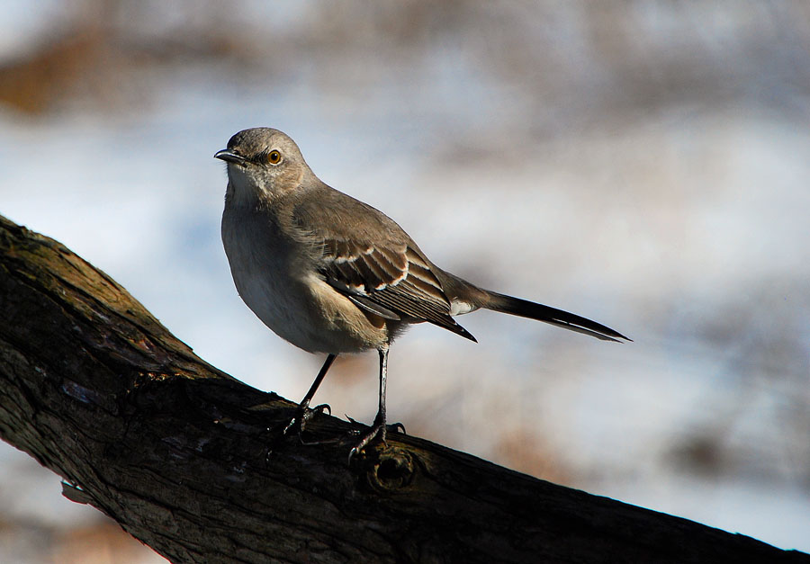 Eastern Mockingbird