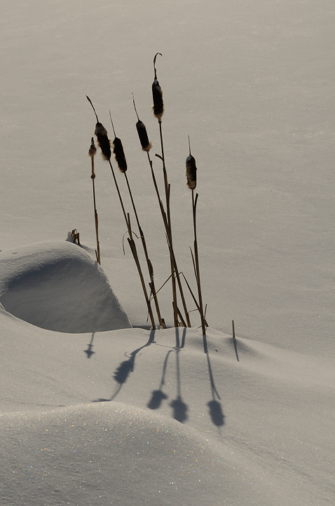 Snow, Rushes and Shadows