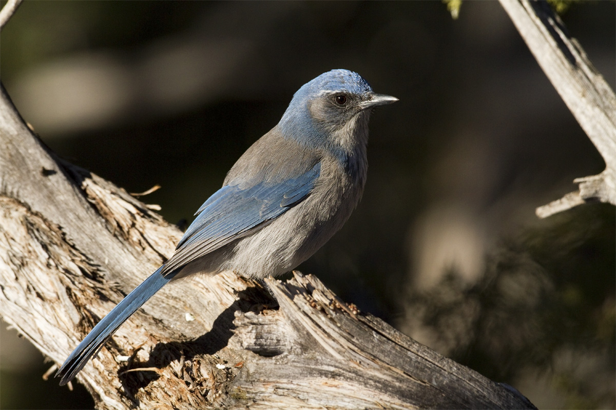 Western Scrub-Jay