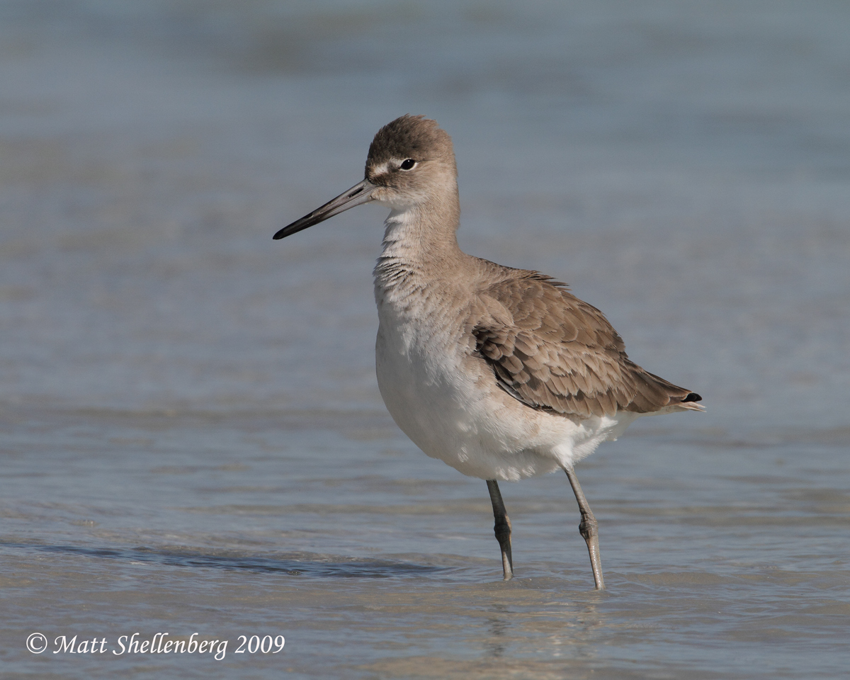 Willet