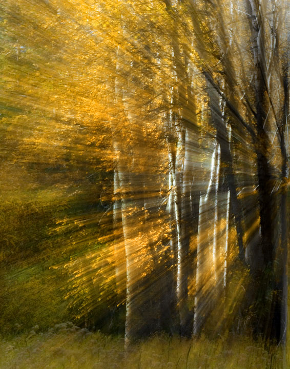 Sun Burst Aspens