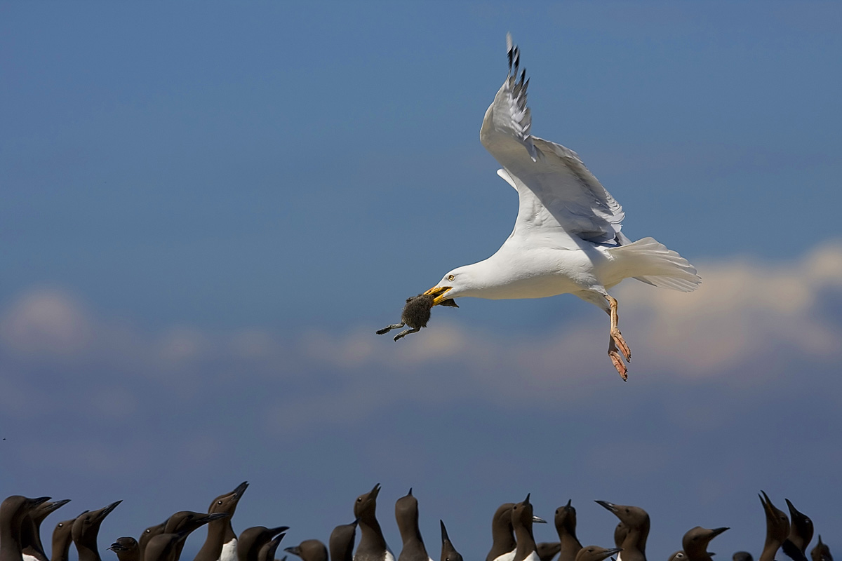 Marauding Herring Gull