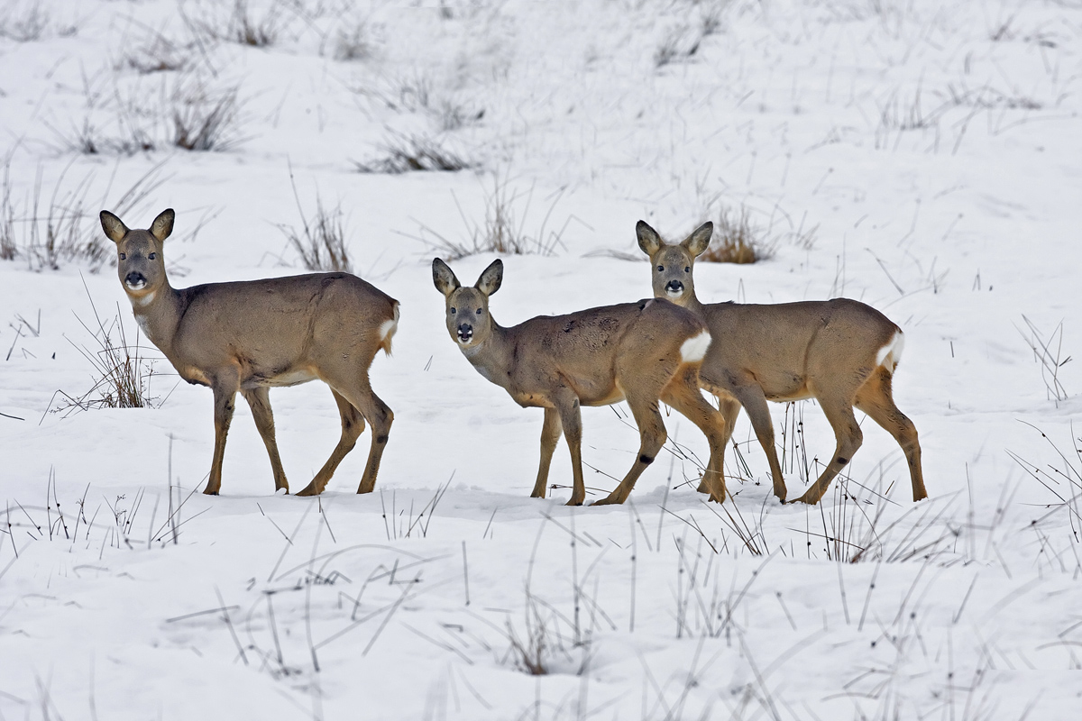 Roe Deer family