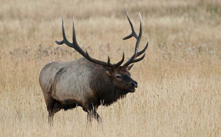 Bull Elk 7x6 - RMNP