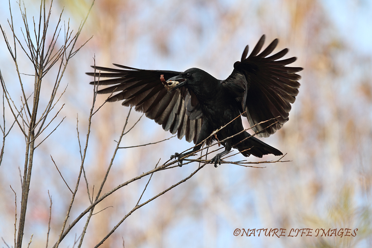 American Crow