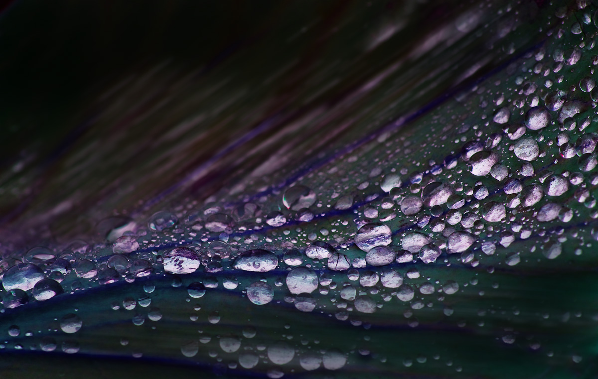 Last pearls