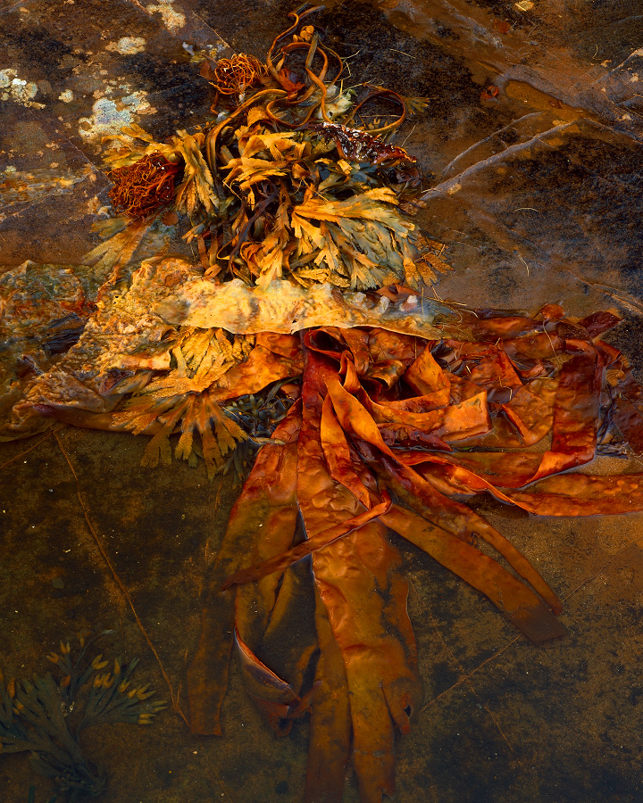 Still-life with seaweed