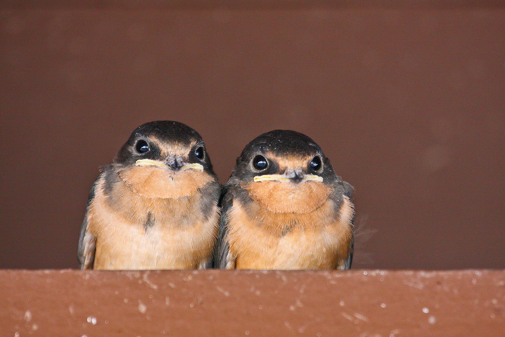 Barn Swallow