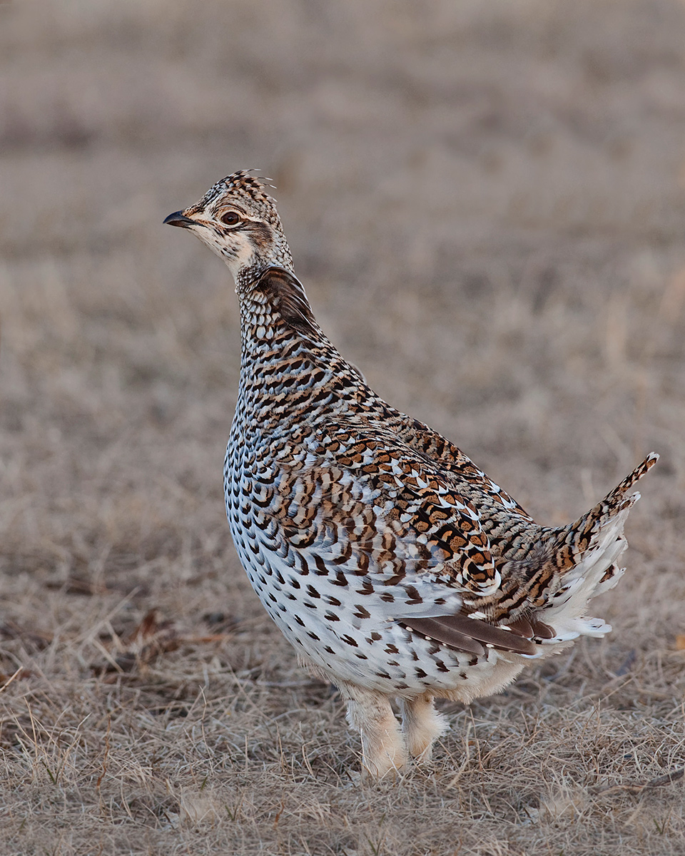 Sharp-Tailed Grouse 2