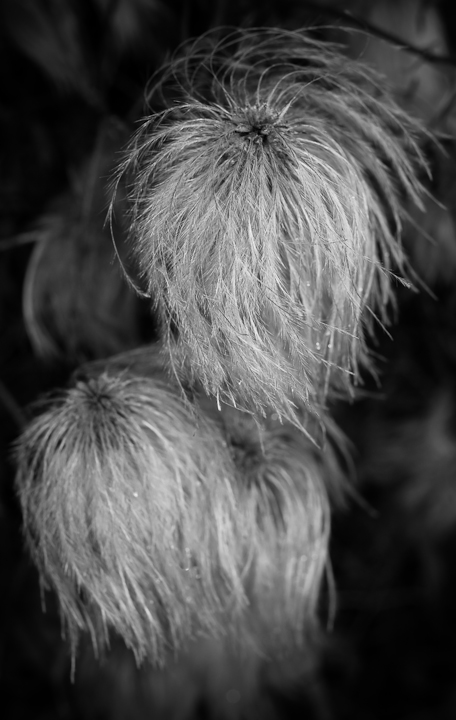 Winter Clematis