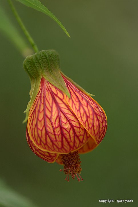 Abutilon