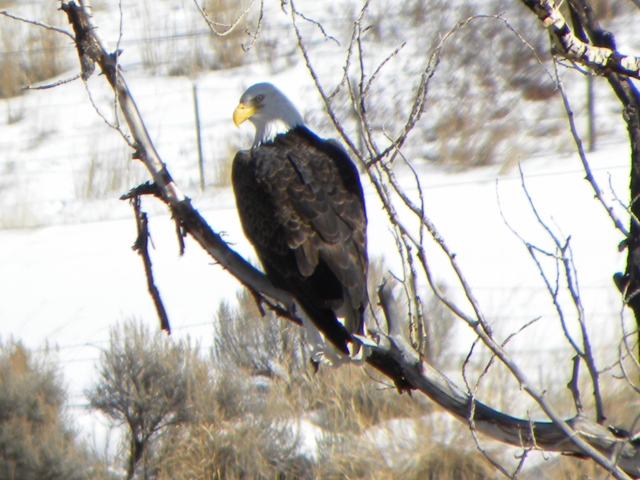 Wintering Bald Eagle
