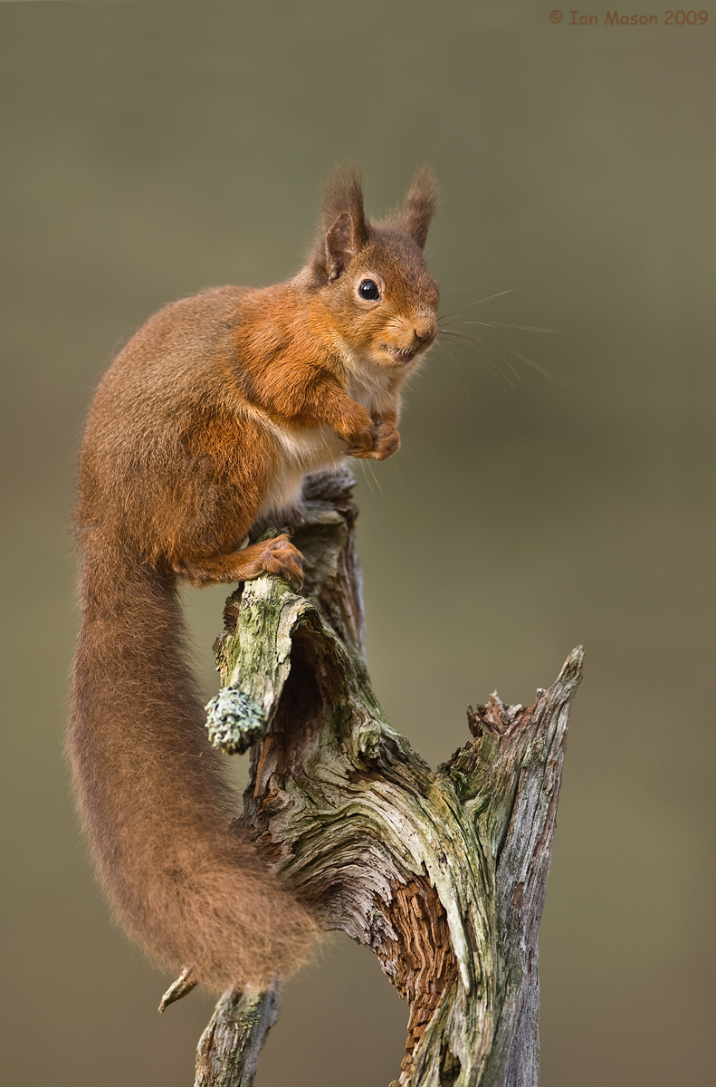 Red Squirrel