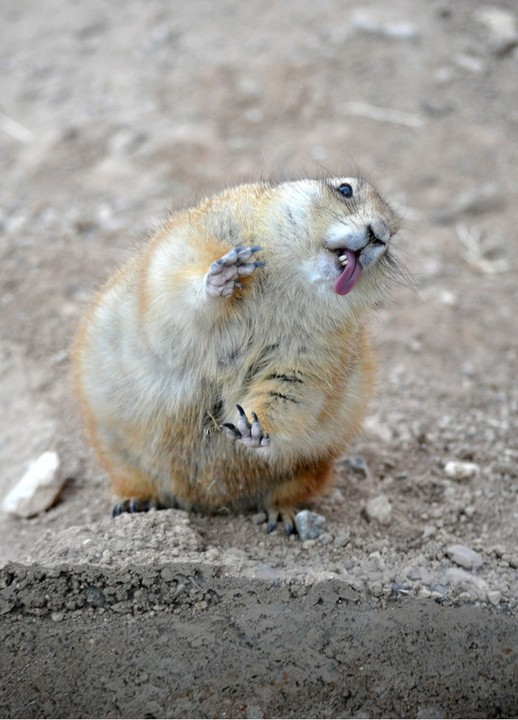 Funny Faces
