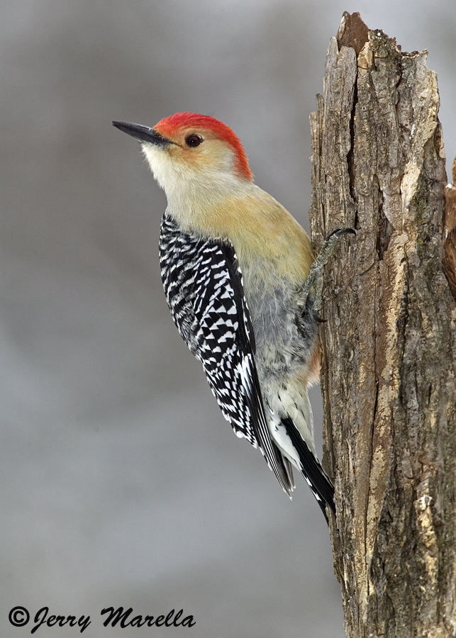 Male Redbellied WP