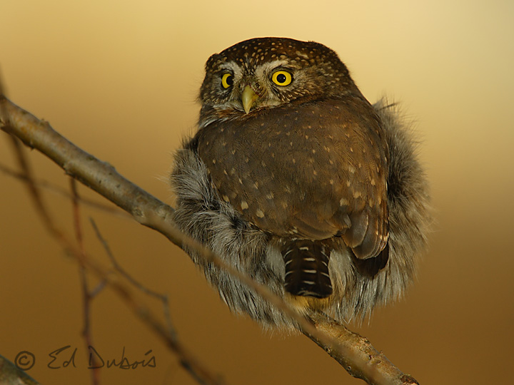 Pygmy Owl