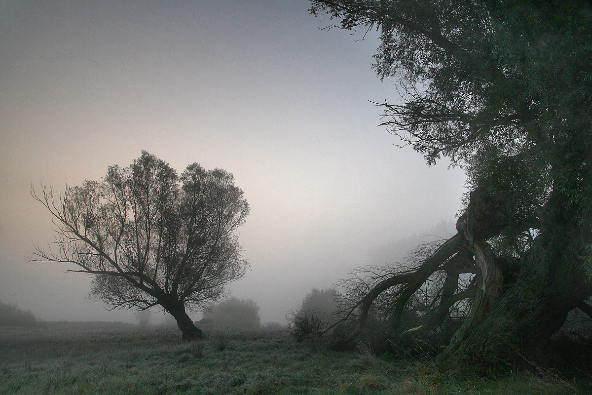 Misty Willows