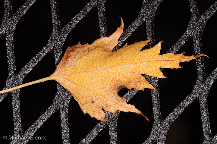 Leaf On Grate