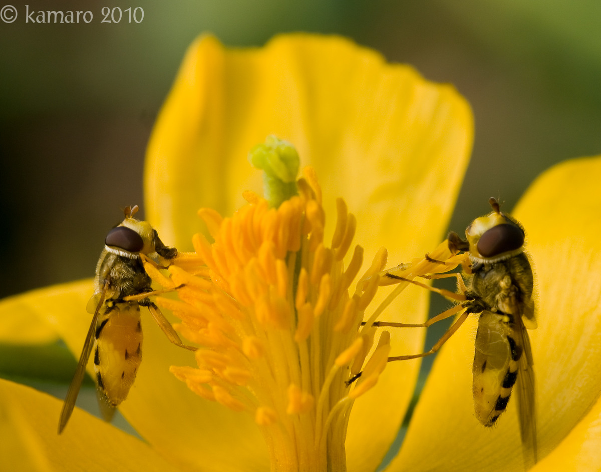 WC#415 - Synced Syrphids