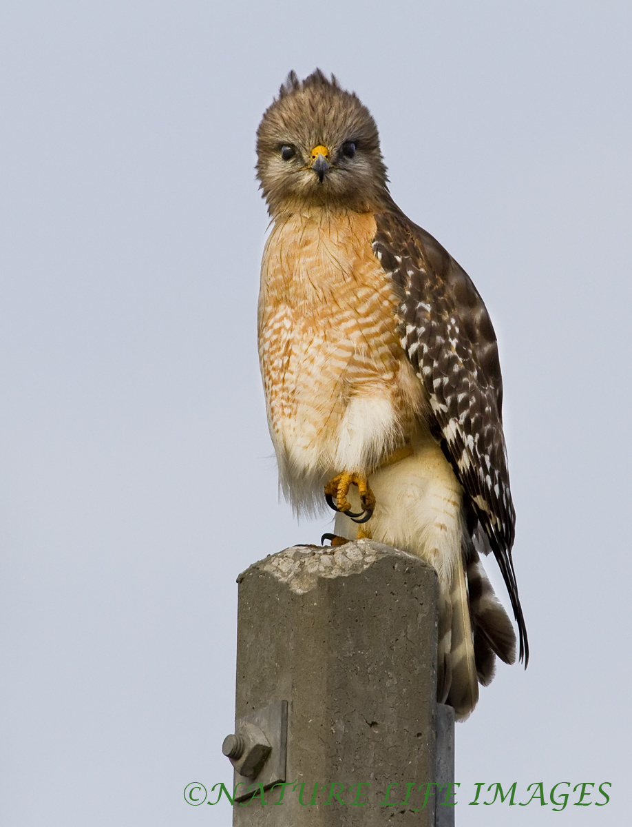 Red Shouldered Fluff