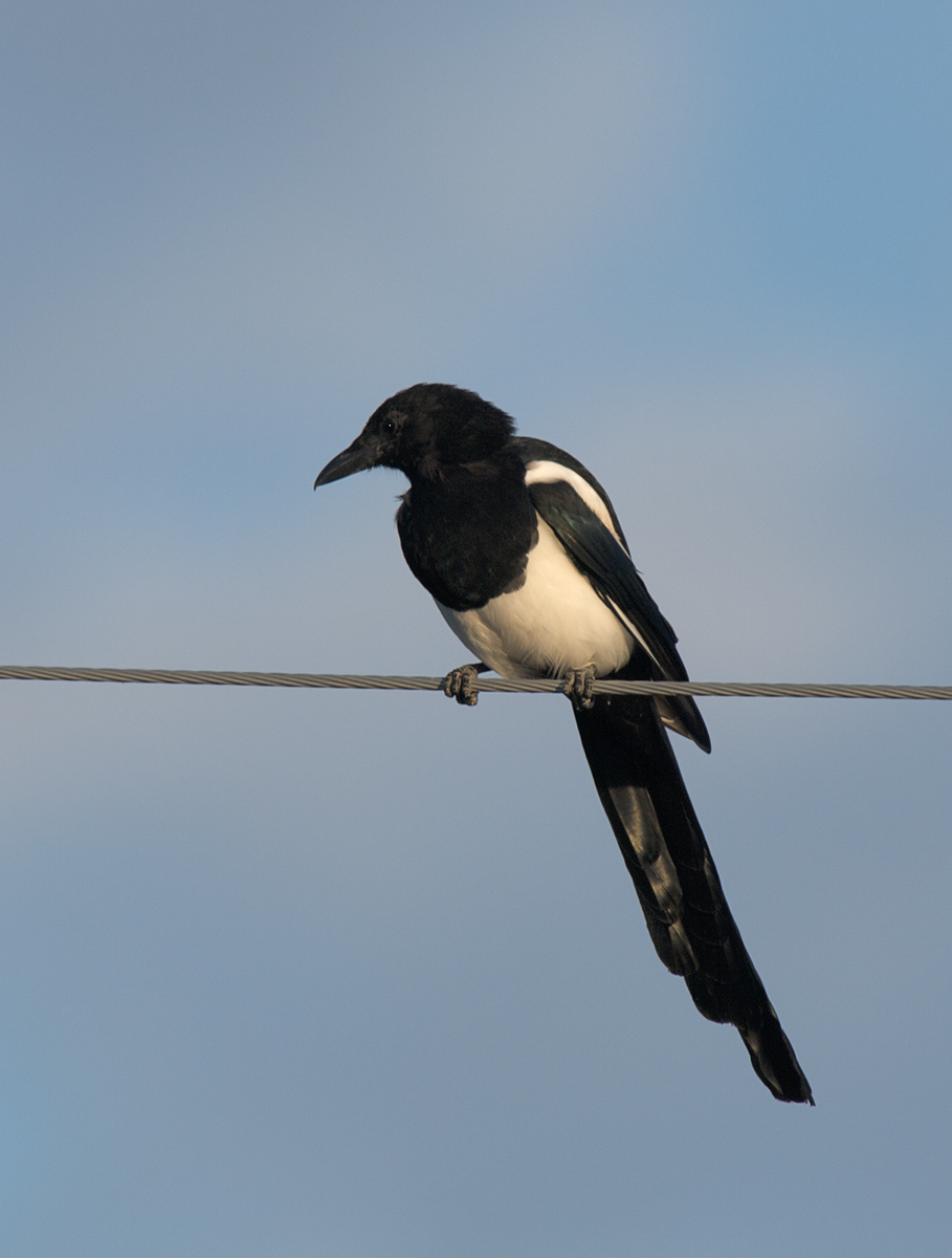 Bank Swallow