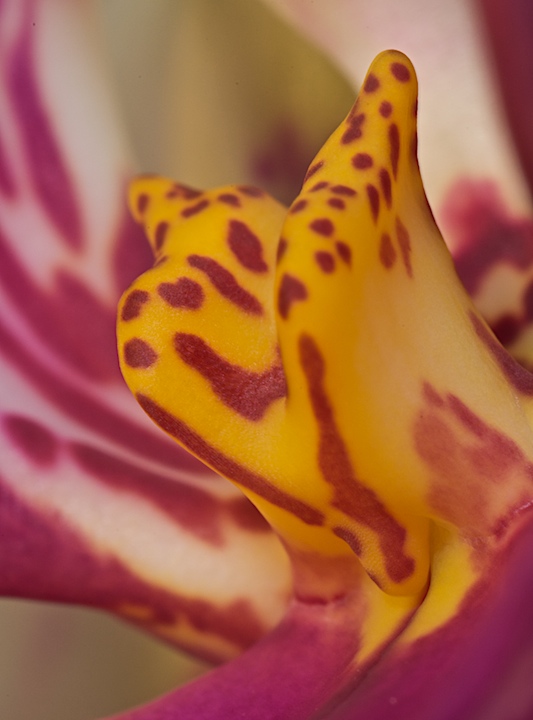 orchid innards