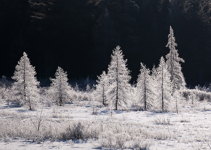 Frosted