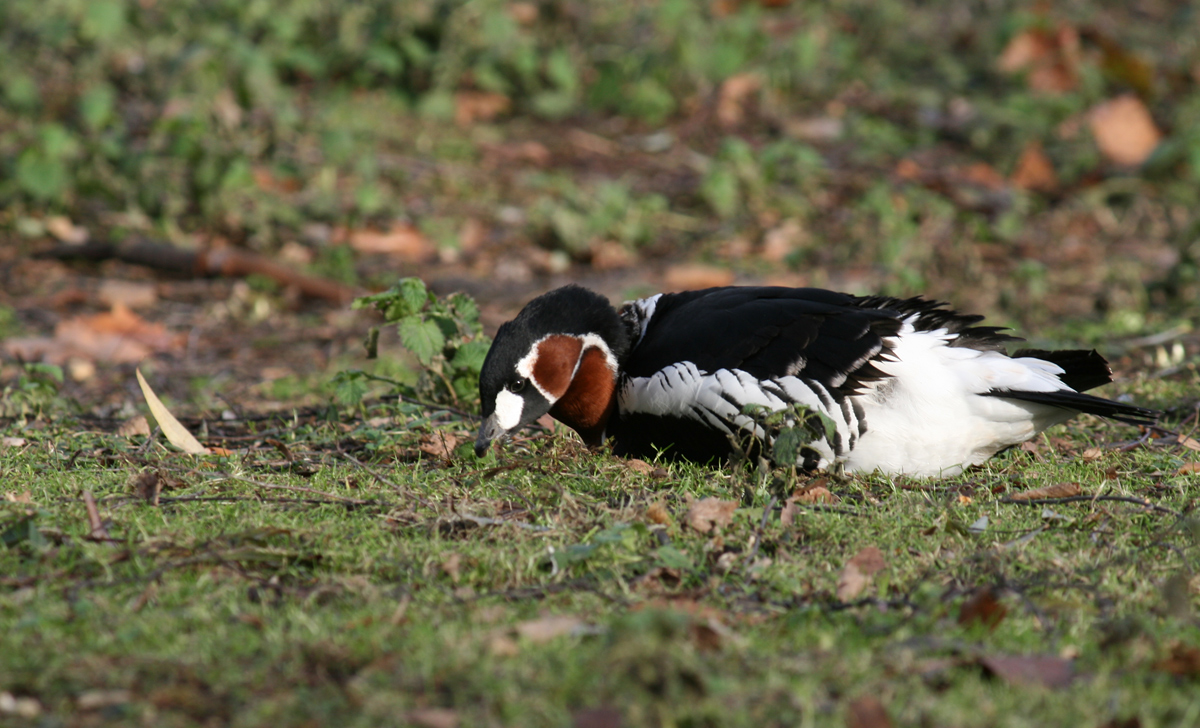 Red-breasted Goose